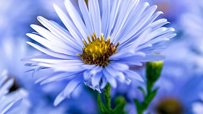 Gardening Enthusiasts Urged to Reconsider Asters for Autumn Blooms