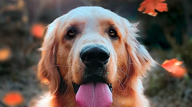 Golden Retriever Siblings' Wellness Routine Captivates Viewers