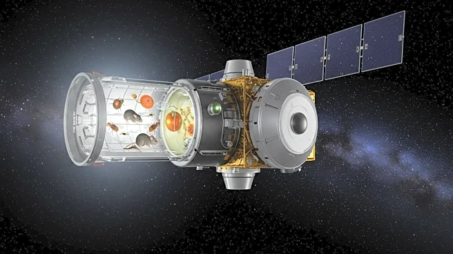 Russia to Launch Biosatellite with Mice and Fruit Flies to Study Spaceflight Effects