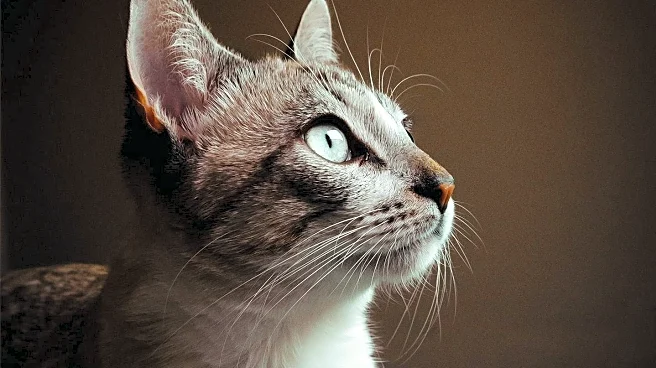 American Shorthair Cat Causes Chaos at Bangkok Police Station, Gains Internet Fame