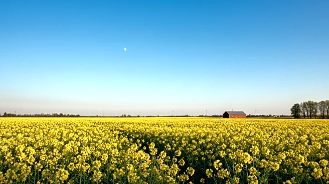 China Imposes Tariffs on Canadian Canola Seed, Sparking Concerns Among Farmers