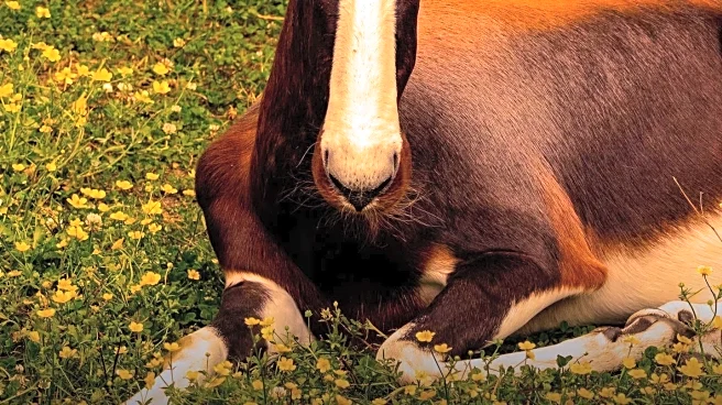 Hampshire Zoo Celebrates International Day for Rare Antelope Conservation