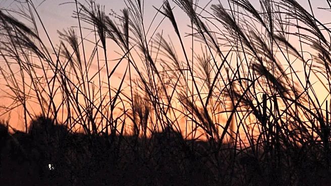 September Full Moon: Corn Moon's Rise and Cultural Significance