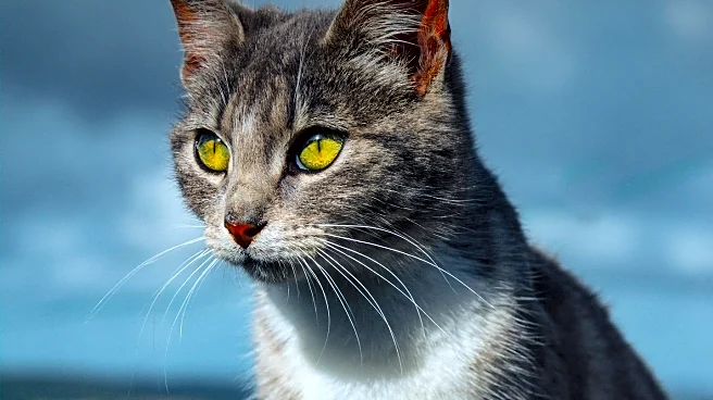 Instagram-famous Gary the Cat Continues to Captivate Outdoor Enthusiasts