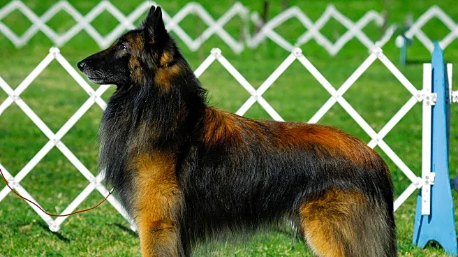Reno Kennel Club Hosts Successful Dog Show with Diverse Breeds Competing