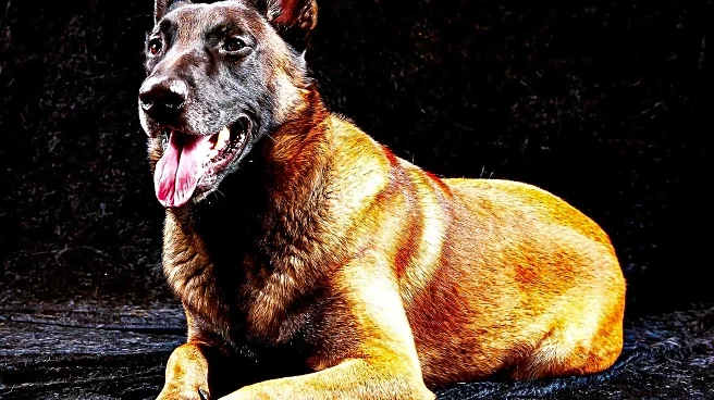 Support Dogs Transform Life for Former Police Officer Amanda Davidson