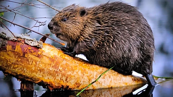Cornish Primary Schools Name Young Beavers in Wildlife Project