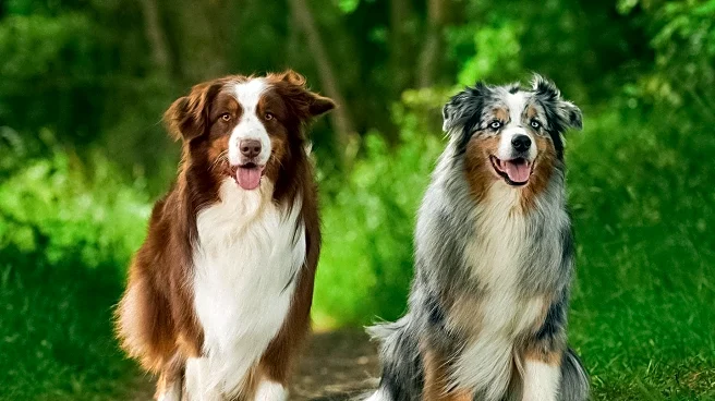West Oahu Kennel Club Hosts Dog Show with Australian Shepherd Winning Best in Show