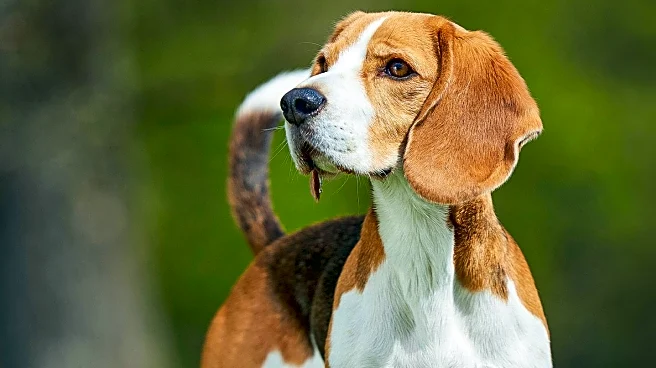 Reno Kennel Club Features Beagle in Nevada Dog Show