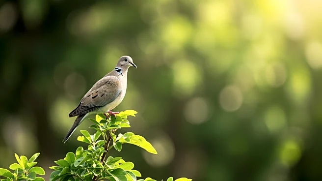 Pope Leo XIV's First 100 Days: A Focus on Environment and Peace