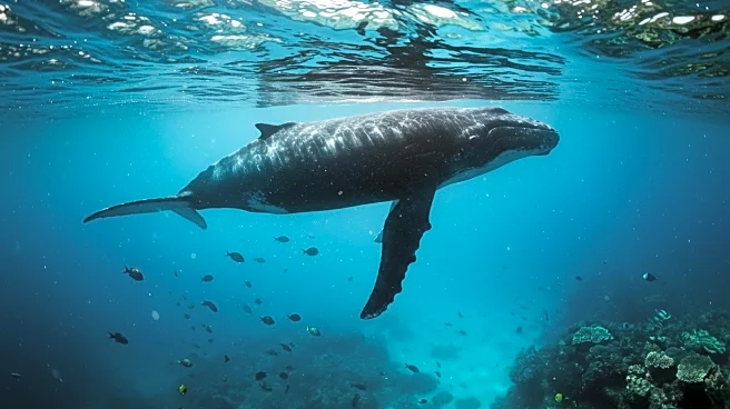 Trump Administration's Environmental Policy Changes Threaten Marine Mammal Protections