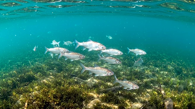 Scientists Work to Save Lake Michigan Whitefish Amid Invasive Mussel Threat