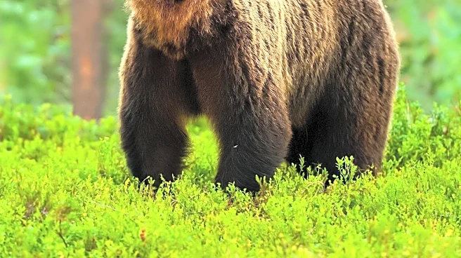 Trail Camera Captures Rare Brown Bear in Lithuanian Forest