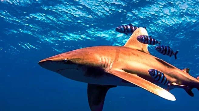 American Tourist Severely Injured in Shark Attack While Spearfishing in Bahamas