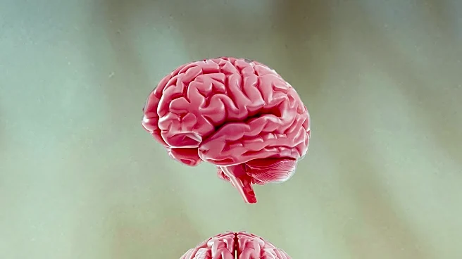 Scientists Identify Immune Mechanism in Early Alzheimer's Linked to Smell Loss