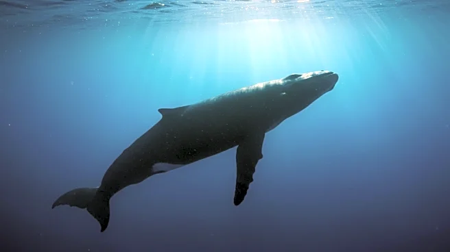 Sei Whale's Stranding on Isle of Man Continues to Captivate a Century Later