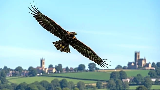 Golden Eagles Set for Reintroduction in England After 150 Years