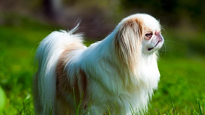 Wachusett Kennel Club Hosts Dog Show with Pekingese Winning Best in Show