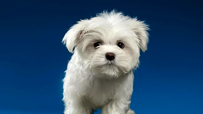 Carolina Kennel Club Dog Show Awards Maltese Best in Show