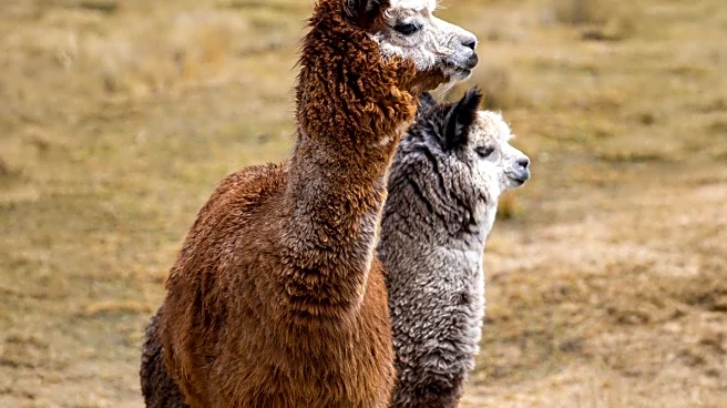 Understanding the Differences Between Llamas and Alpacas