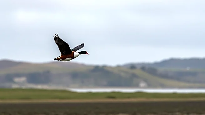 Scientists Discover Extinct Shelduck Species on Rēkohu Chatham Islands