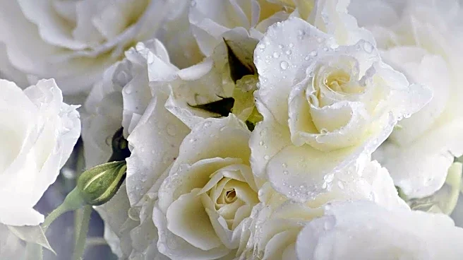 Maryland Funeral Home Introduces Alkaline Hydrolysis for Greener Body Disposal