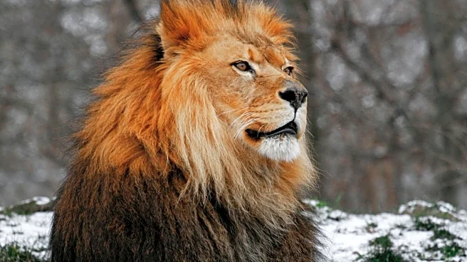 Danish Zoo Accepts Pony Donation for Lion Feeding, Sparking Global Debate
