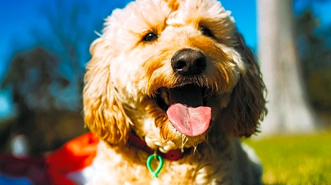 Goldendoodle's Peekaboo Video Charms Internet with Viral Success