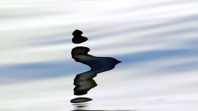 Study Reveals Seabirds' Unique Airborne Pooping Habits and Environmental Impact