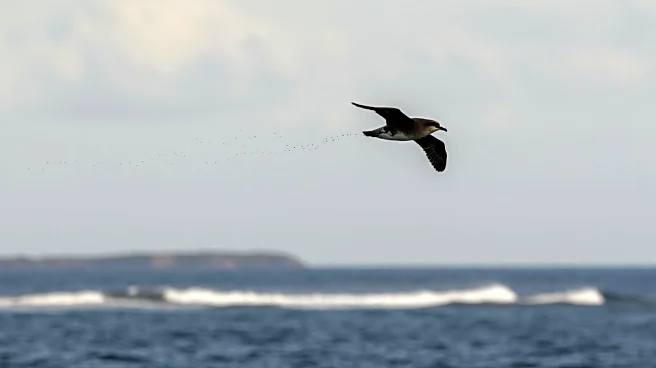 Scientists Discover Streaked Shearwaters' Unique Midair Pooping Ritual and Its Ecological Impact