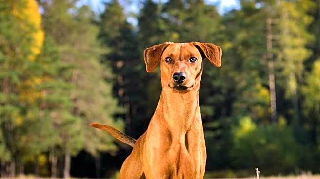Veterinarians Highlight Common Signs of Lyme Disease in Dogs