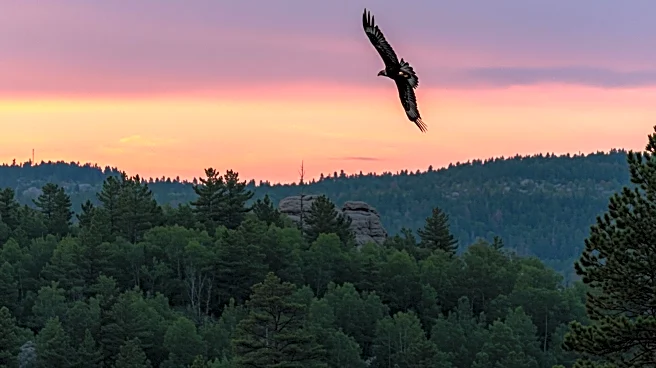 Dakota Gold Plans New Open Pit Mine in Black Hills Amid Environmental Concerns