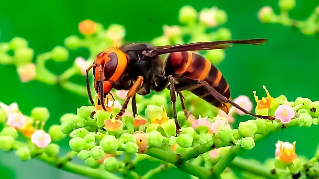Sark Asian Hornet Team Achieves Fundraising Goal for Invasive Species Tracking