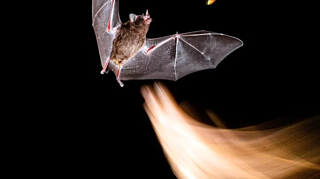 Bat Organoid Platform Provides Insights into Zoonotic Viruses
