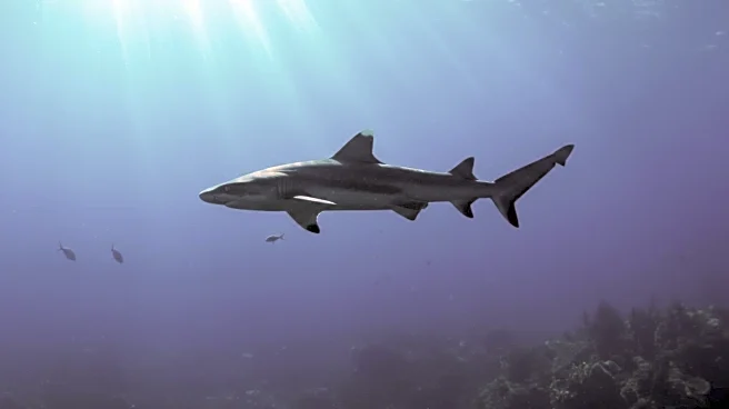 Scientists Discover Pacific Sleeper Sharks in South China Sea