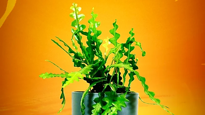Innovative Methods to Keep Houseplants Alive During Vacations
