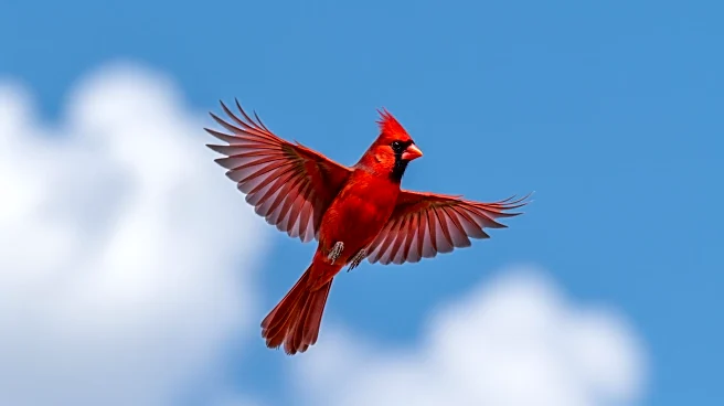 Cardinals' Michael McGreevy Secures Victory Against Miami with Strong Performance