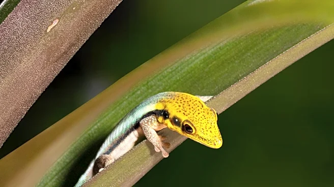 Discovery of Three New Gecko Species in Angola Highlights Biodiversity