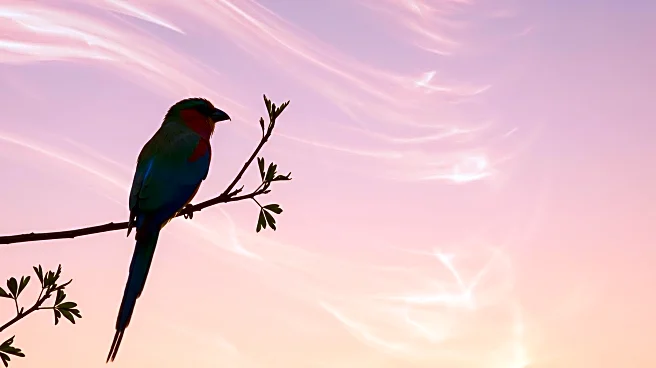 Climate Change Intensifies Heat Extremes, Threatening Tropical Bird Populations