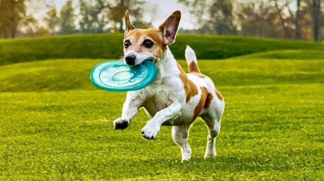 Frisbee, Seth Meyers's Dog and Andy Samberg's Archenemy, Dies at 14