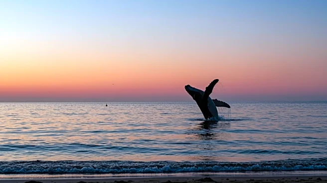 University of Glasgow Researchers Identify Surge in Marine Mammal Strandings in Scotland