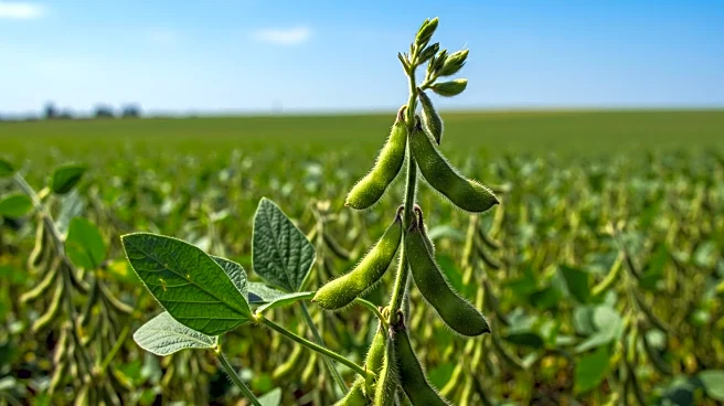 India's Government Addresses Soybean Production Shortfall Amid Rising Demand