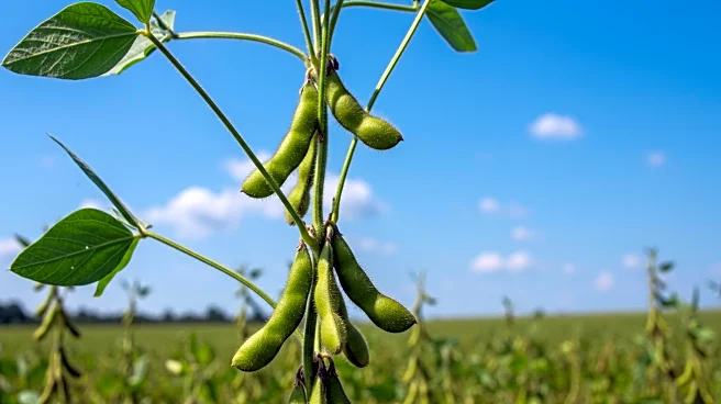 India's Soybean Production Shortfall Prompts Consideration of U.S. Imports Amid Rising Demand