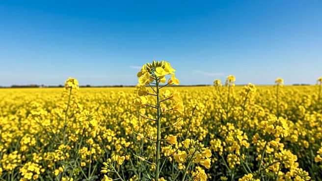 Agriculture and Agri-Food Canada Revises Canola Crop Forecast, Impacting Canadian Market