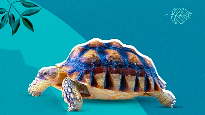 Philadelphia Zoo Celebrates Birth of Endangered Tortoise Hatchlings from Century-Old Parents
