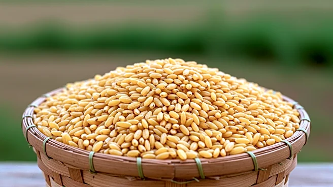 Crop Trust Highlights Fonio as a Solution to Global Food Crisis