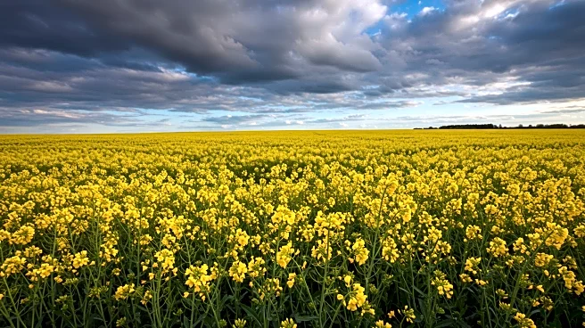 AAFC Projects Improved Canola Crop Yield Amid Weather Changes