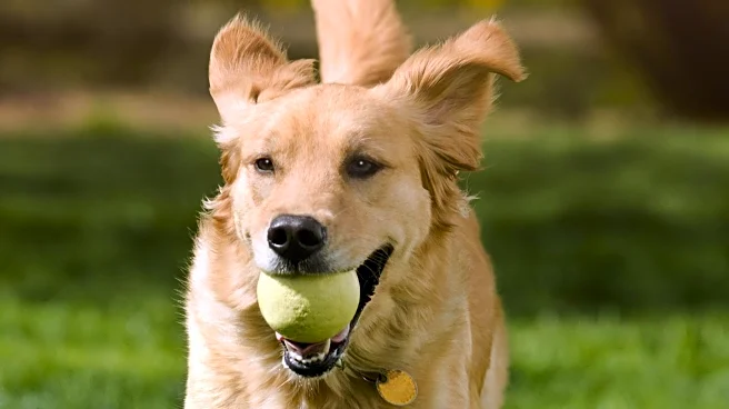 Golden Retrievers' Playful Heist Captivates Social Media Audience