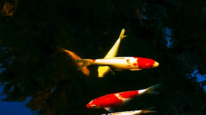 University of Arkansas Expert Advises on Effective Pond Aeration to Prevent Fish Kills