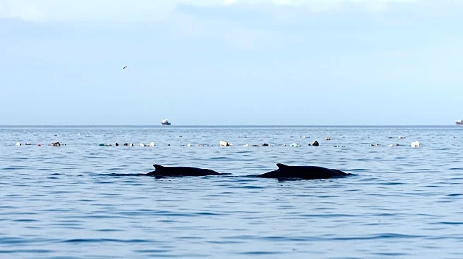 Southern Right Whales Experience Bumper Calving Season Amid Environmental Concerns